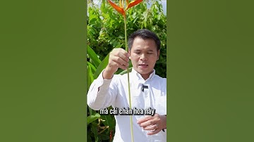 Ý nghĩa tượng trưng và sức bền của loài hoa Thiên Điểu, có thể bạn chưa biết  | Toan Broker