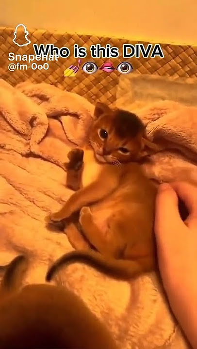 Who is this DIVA 💜 #cat #diva #fyp