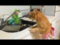 When cats doing things better than you funny cats 2024