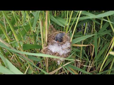 Wideo: Dlaczego kuku zostało zbanowane?