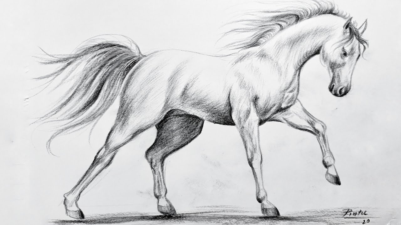 Charcoal horse Drawing  Comment dessiner un cheval Art à thème cheval  Croquis dun cheval