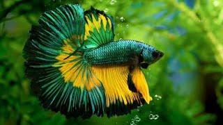 BETA BALIĞI (BETTA SPLENDENS) SİYAM DÖVÜŞ BALIĞI