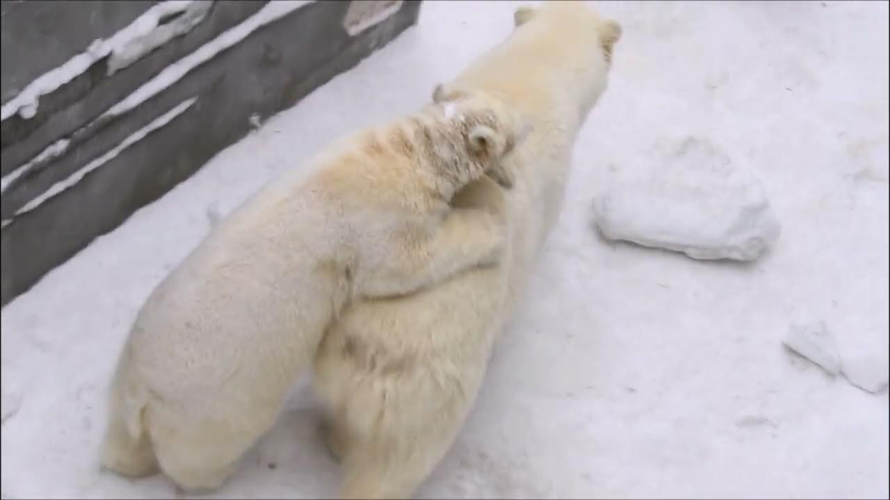 Медведь 1 5. Медвежата. Мишень медведь для стрельбы. Маша и медведь мультсериал. Маша и медведь 1 seriya iz.