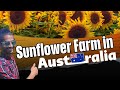 Sunflower Farm Melbourne, Australia లో | మనకి కావాలంటే 4$ ఇచ్చి ఒక Sunflower కొనుక్కోవచ్చు