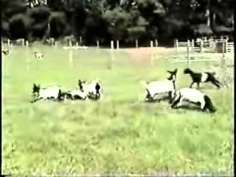 Video: Zašto koze toliko padaju u nesvijest?