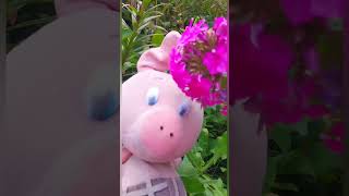 Конец дружбе? #shorts #юмор #собака #цветы #шутка #дружба #подарок #humor #жук