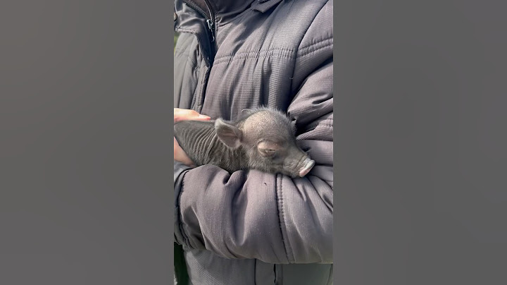 태어난지 24시간이 안된 아기돼지🐽#뉴질랜드브이로그 #외국브이로그 #뉴질랜드일상
