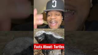 How birds, honey badgers, and alligators eat turtles 😳 | Turtle Facts