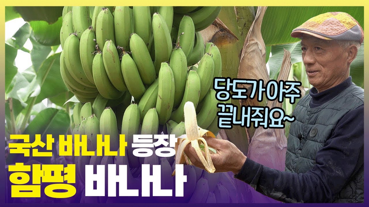 달고 부드러운 바나나가 우리나라에서도 자란다🍌필리핀 안 부러운 함평 바나나농장 [6시 내고향] | KBS 241226 방송