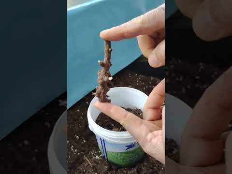 Видео: Информация о корнях якона - Как выращивать растения якона в саду