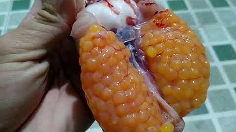 câu cá ngát sông cần giuộc ,tân tập cùng thằng nghĩa / nhàn TV