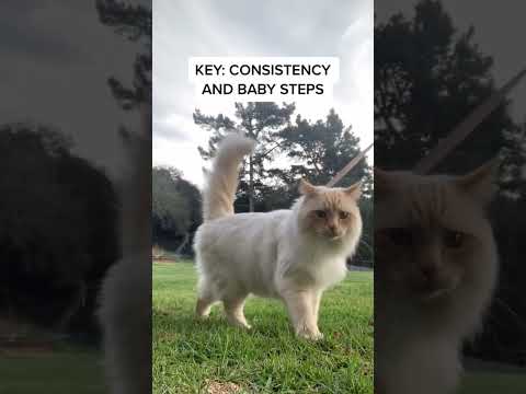 How to leash