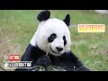 旅居結束 大熊貓“陽光”和“甜甜”即將返回中國 | iPanda熊貓頻道