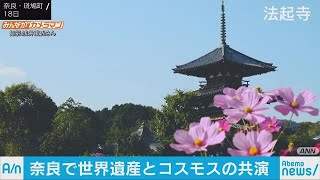 古都でコスモス見ごろ　名刹と咲き乱れる花の共演(18/10/19)