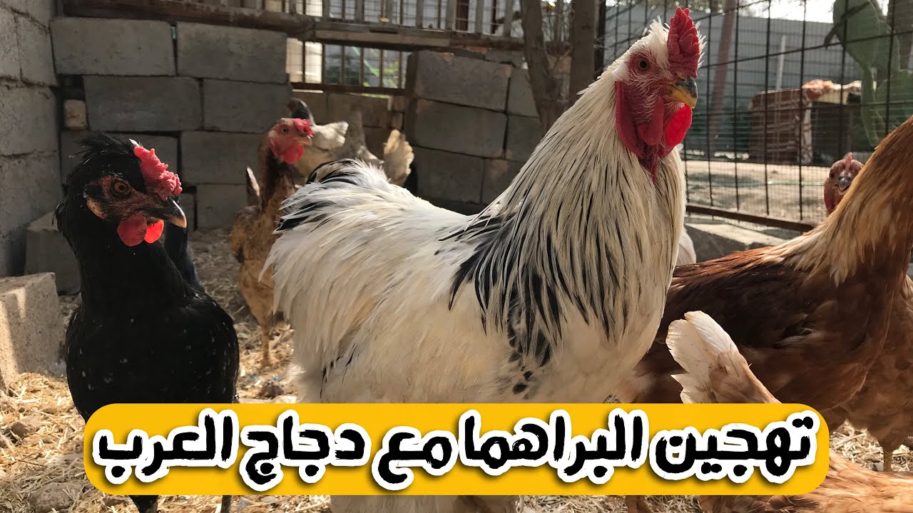 تهجين الدجاج البراهما مع دجاج العرب