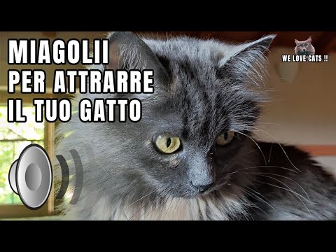 Video: Come fai a miagolare?