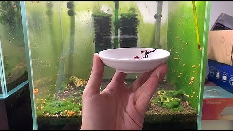 Diệt sạch ốc hại bằng chiếc đĩa thần kỳ