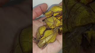 🥚 to butterfly 🦋 lifecycle #shorts #viral #asmr screenshot 5