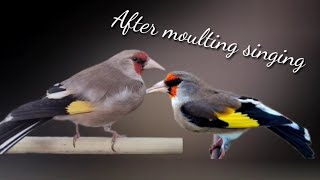Download Lagu Gold Finch Singing After Moulting First time Top Singing MP3