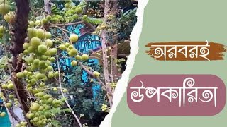 অরবরই এর উপকারিতা, অরবরই গাছ। malay gooseberry health benefit, malay gooseberry tree.