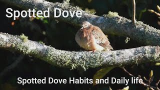 Wild Bird Up Close Spotted Dove, Introduce Their Habits And Regular Daily Life !