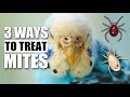 3 Ways to Treat Bird Mites & Lice