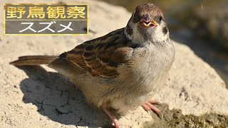 【スローモーションで野鳥観察】スズメ【特別な事は何も起こらない動画】