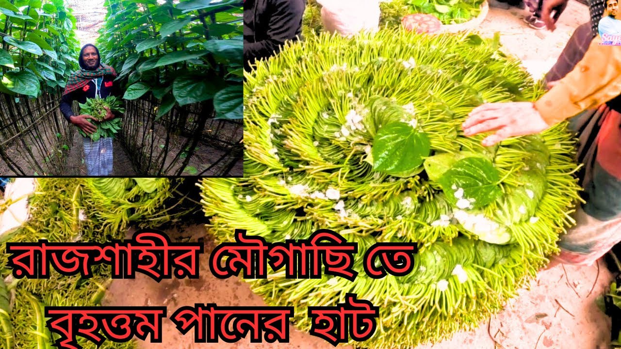রাজশাহীর মৌগাছিতে দেশের বৃহত্তম পানের হাট | The Largest Betel Leaf Market in Mougachi Rajshahi