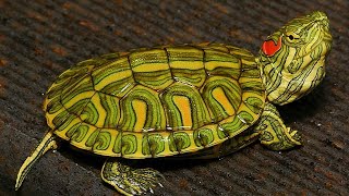 Buy Online baby Turtle || Unboxing  || Order From Dr Pet Wala