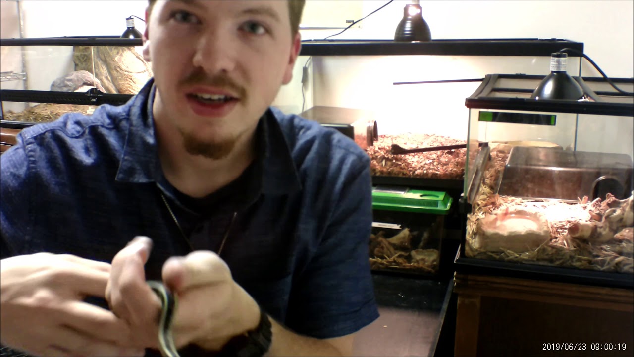 camera iphone 8 plus apk Reptile Events-Garter Snake