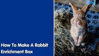 How To Make A Rabbit Enrichment Box | Blue Cross by Blue Cross UK 389 views 1 year ago 34 seconds