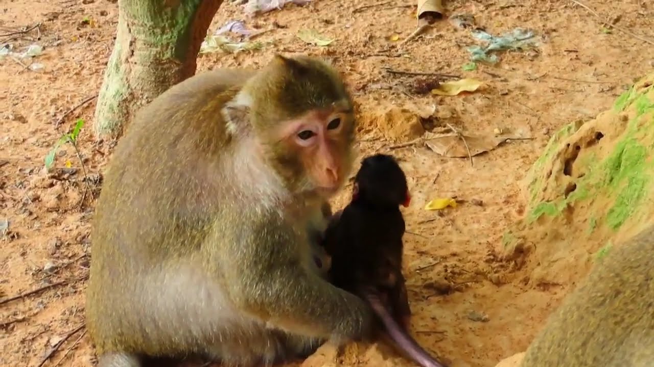 Mix clip videos cute baby monkey! OM,G Poor baby monkey!