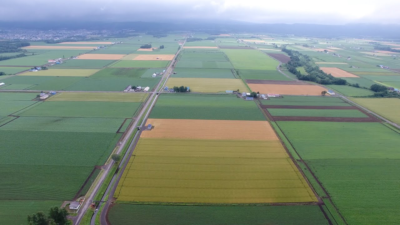 【ドローン 4K空撮】北海道空撮 倶知安町の麦畑
