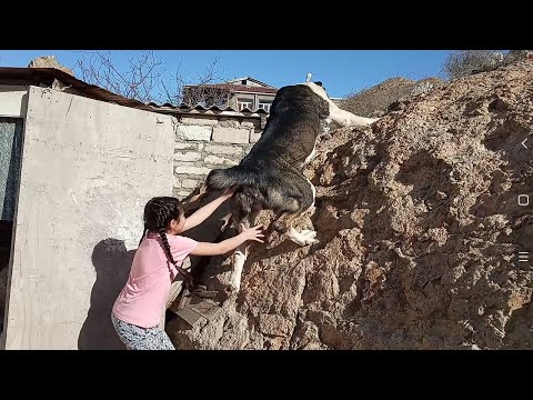 мама не горюй, чухнул! Алабай САО . Work Dogs Alabai. Turkmen Alabay