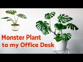          top office desk plant    
