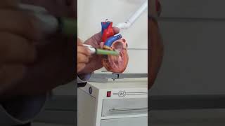 شرح وافي عن حجرات القلب و دساماته واوعيته لطلاب طب سنه اولى (تشريح المجسم للقلب) 🌿