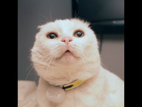 Video: Mandelkrebs (Plattenepithelkarzinom) Bei Katzen