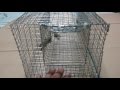 Bẫy đa hệ (Rắn, chồn đèn, mèo, kỳ đà, chuột...) Multisystem Trap (snake, ferret, varan, wild cat...)