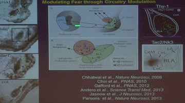 Kerry Ressler: Neural circuits mediating fear, risk and resilience: from Pavlov to PTSD.
