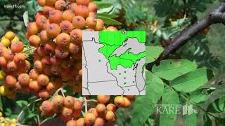 Ash Trees In Minnesota Are Critically Endangered