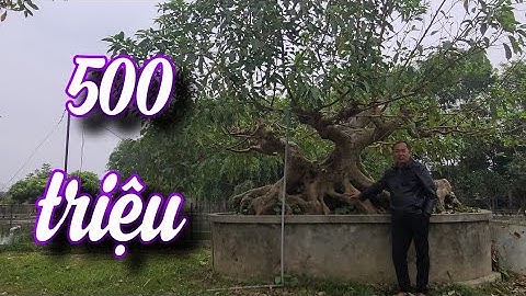 SH.5719. Bất ngờ trước cây Sung cực đẹp khách trả nửa tỷ đồng anh chủ chưa ưng bán. Đth 0372.356.888