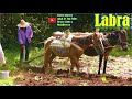 labrando la milpa con yunta de caballo y mula en la Mixteca 🌽