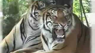 get angry tiger