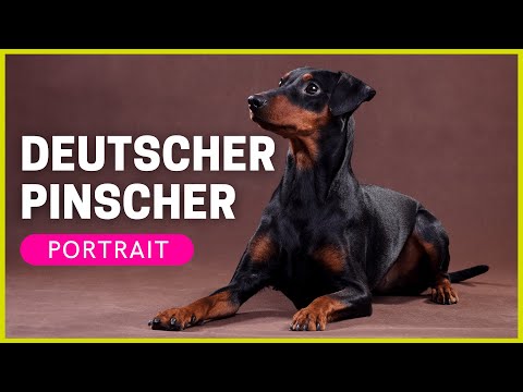 Video: Wissenswertes über den österreichischen Pinscherhund