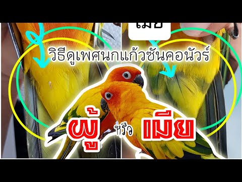 วีดีโอ: วิธีค้นหาว่านกแก้วผิดปกติอะไร