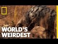 Pangolin  worlds weirdest