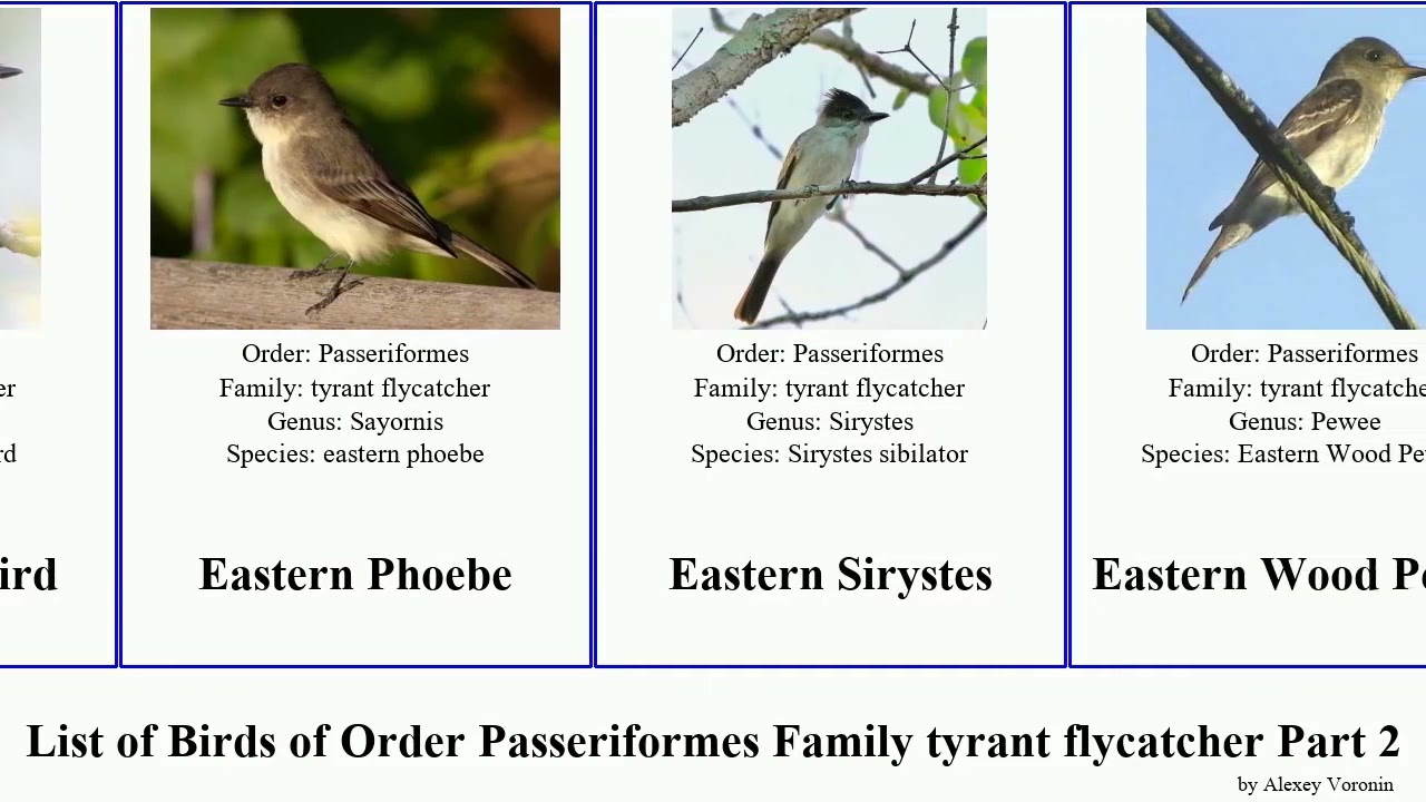 List of Birds of Order Passeriformes Family tyrant flycatcher Part 2 elaenia eastern cinnamon Gray