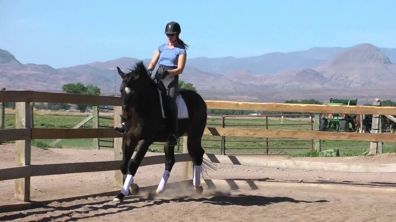 Quazam Quaterback 2009 gelding for sale