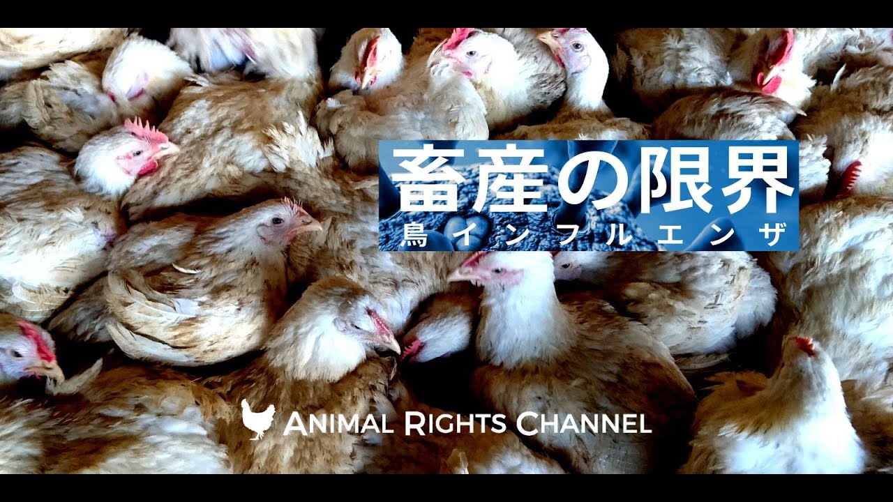 アニマルライツチャンネルVOL35 [畜産の限界：鳥インフルエンザ]| 畜産