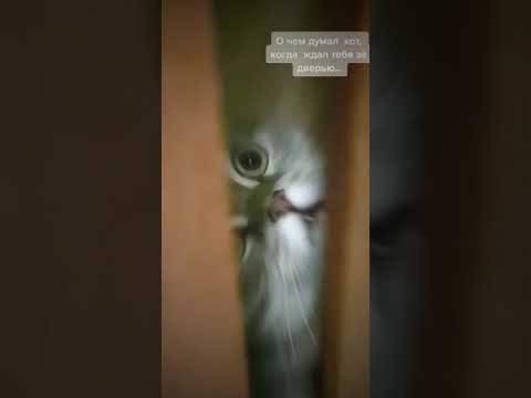 #bachan #музыкаизфильмов #котик #фильм #кот #котхочетвтоп #котвизажиста #тревожнаямузыка #самара